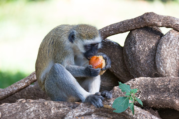 Monkey is doing a fruit meal in the grass