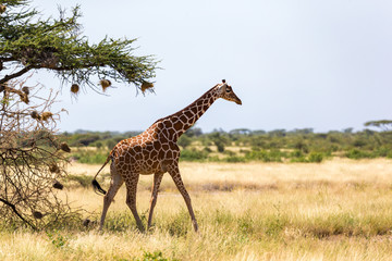 Giraffe walk through the savannah between the plants