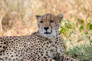 Cheetah face portrait