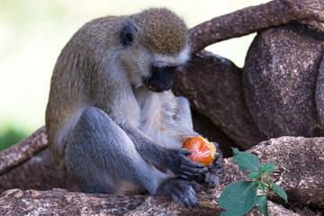 Monkey is doing a fruit meal in the grass