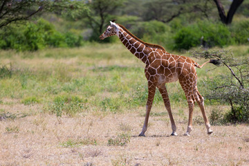 Naklejka na ściany i meble Giraffe walk through the savannah between the plants