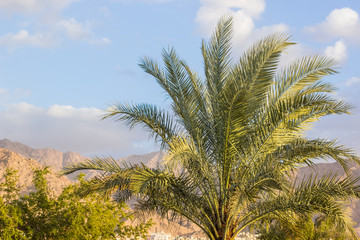 Obraz na płótnie Canvas African tropic scenic landscape palm tree foreground and sand stone bare mountain background 