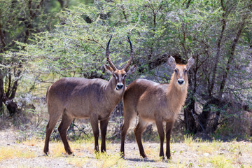 Naklejka na ściany i meble Antelope in the middle of the savannah of Kenya