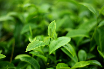 Fototapeta na wymiar Isolated green Tea bud on tea field