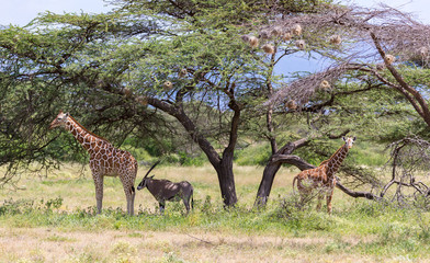 Giraffes and antelopes are standing together under a tree
