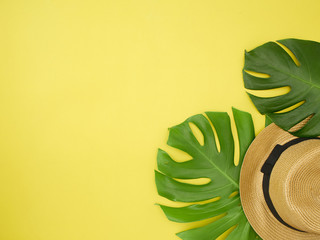 Fototapeta na wymiar Monstera leaves With a hat for Summer