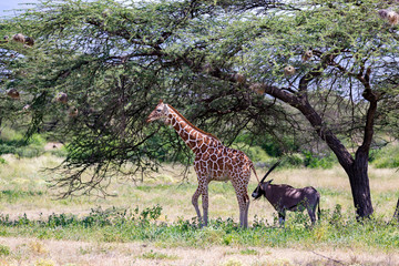 Giraffes and antelopes are standing together under a tree