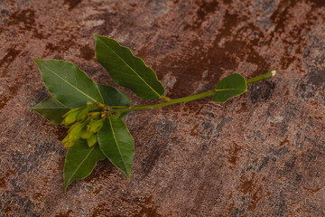 Green young aroma Laurel branch