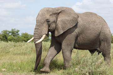 Obraz premium Afrikanischer Elefant / African elephant / Loxodonta africana