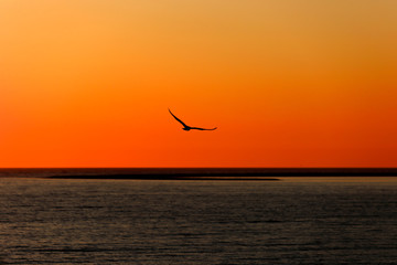 Fototapeta na wymiar Silhouette of a seagull flying over the sea at sunset with reverse light. Old Phocaea , Izmir / Turkey.
