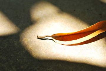 Leafs Falling Shadow Abstract