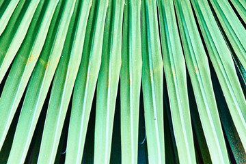 Colorful tropical palm leaves. Close-up