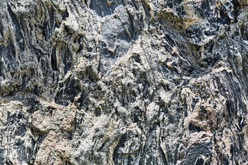 Fototapeta premium The texture of the tree in daylight. Close-up