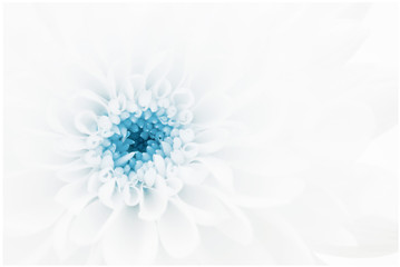 Close up of white chrysanthemum with blue centre