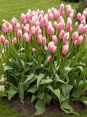 pink tulips flowers blooming in a garden