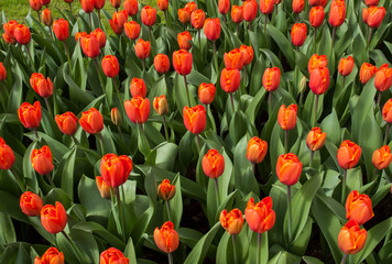 Fototapeta premium orange tulips flowers blooming in a garden