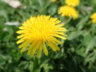 yellow dandelion blooming in spring grass