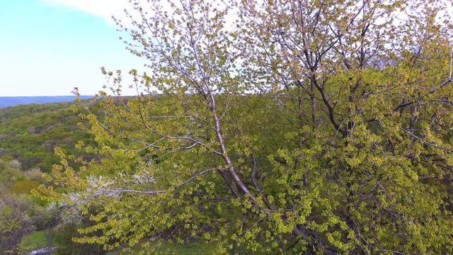 Sprouted Trees in the wood