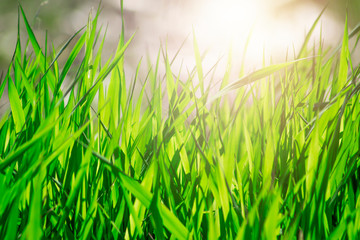 Grass. Fresh green spring grass with dew drops closeup. Sun. Soft Focus. Abstract Nature Background.