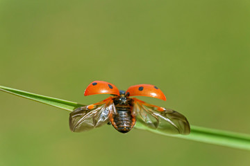 close up of ladybug with opened wings on blade of grass