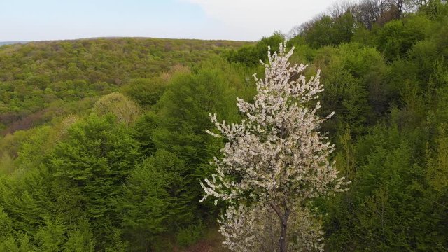 Aerial view to Sprouted tress