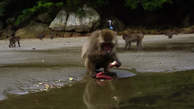 イモを洗って食べるニホンザル