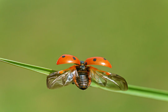 Close Up Of Ladybug With Opened Wings On Blade Of Grass