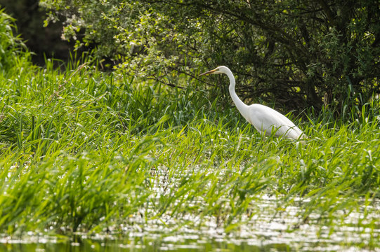 Une grande Aigrette qui chasse le poisson dans les marais