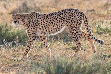 Fototapeta na wymiar Cheetah walking on the ground 