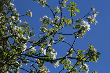Apple and cherry blossom in the garden