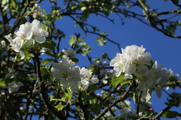 Apple and cherry blossom in the garden