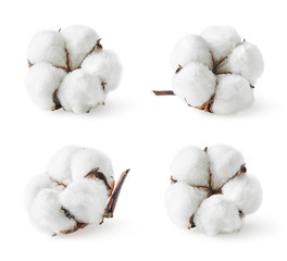 Set of various cotton flowers
