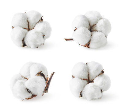 Set of various cotton flowers