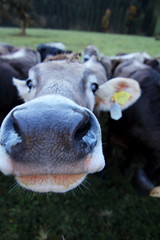 Fototapeta premium Kuh