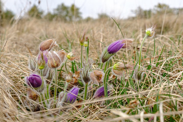 Küchenschelle (Pulsatilla) auf Wiese