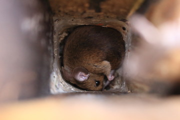 Maus
