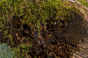 tree trunks covered with moss