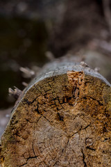 fallen tree in the forest