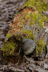 Naklejka na ściany i meble moss-covered tree roots