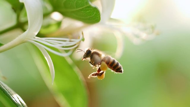 Close up of one honey bee flying around honeysuckle flowers bee collecting nectar pollen on spring flower  slow motion