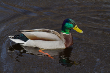 duck floating in a river