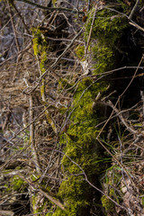 tree trunks covered with moss