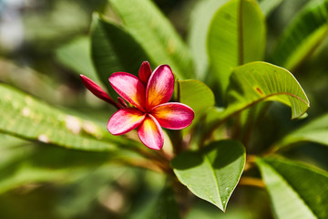 Small delicate tropical flower red color. 