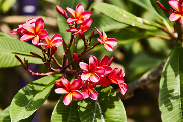 Small delicate tropical flower red color. 
