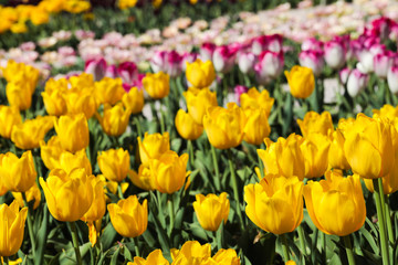 Beautiful bouquet of tulips nature background.