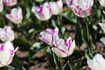 Beautiful bouquet of tulips nature background.