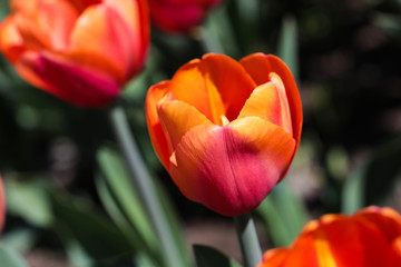 Fototapeta premium Beautiful bouquet of tulips nature background.