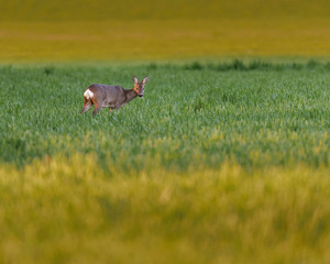 Young roe deer feeding in meadow at dusk.