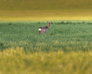 Obraz na płótnie Canvas Young roe deer feeding in meadow at dusk.