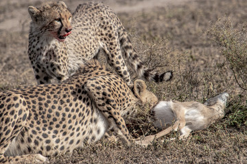 Obraz na płótnie Canvas Cheetah and her cub eating prey